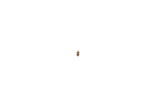 animatedc497df11db827d62.png