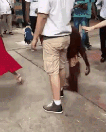 giphy.gif