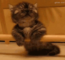 dda6cf3f29c657e88bbcd4a50be0135e.gif