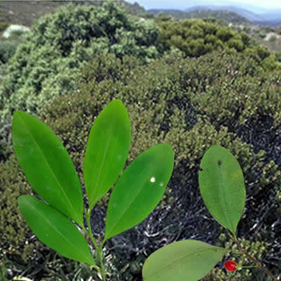 australians-no-coca-cannabis-profits-1.jpg