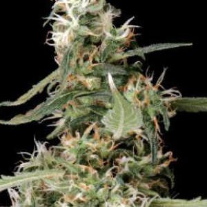 mss-afgooey-seeds-300x300.jpg