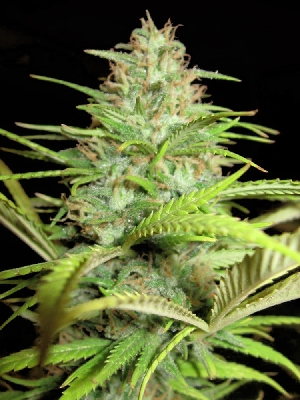 mms-ak-47-autoflowering-seeds.jpg