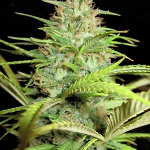 mms-ak-47-regular-seeds-300x300.jpg