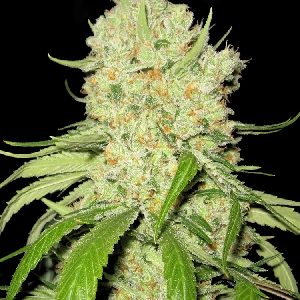 mss-australian-blues-seeds-300x300.jpg