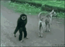 ssss.gif