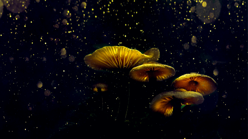 Nature-1.png