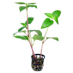 acmella-repens-300x300.jpg