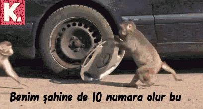 21.gif