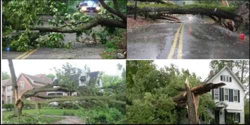 Baltimoretreediscountservice.com provides the best Tree Removal service in Baltimore. When a tree needs to be removed our specialized training, experience and equipment can remove a tree safely, while minimizing damage to surrounding property.

Read More: https://baltimoretreediscountservice.com/services