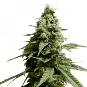 borderliner-xtrm-feminized-300x300.jpg