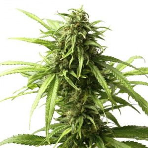 california-dream-feminized-marijuana-seeds_2-300x300.jpg