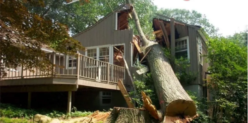 Baltimore tree discount is a leading tree service in Maryland since 15 years. We can help you with any tree removal in Baltimore County & surrounding areas.

https://baltimoretreediscountservice.com/