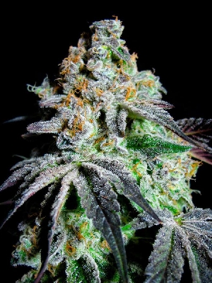 mss-grand-daddy-purple-seeds.jpg