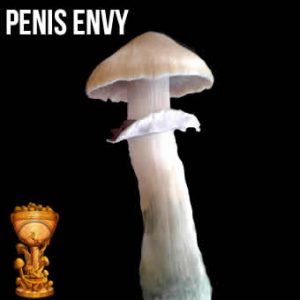penis-envy-300x300.jpg