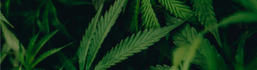 weedpins-weed-delivery-ottawa-banner1629555273.jpg