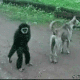 s-7f6621aaf6ad2b003da5a6d1e12e5e6e7a01f9bb.gif