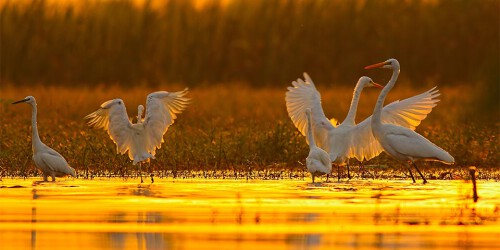 everglades-airboat-tours-fort-lauderdale-01.jpg