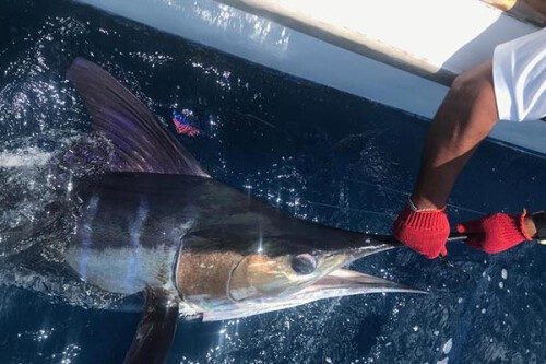 releasing-a-striped-marlin-01.jpg