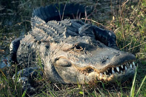 alligator-florida-everglades-02a.jpg