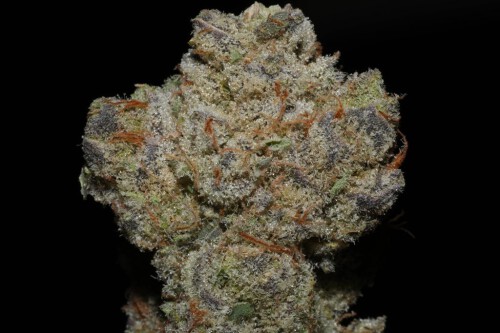 Buy Banana Punch Strain Online. Banana Punch is a well-balanced marijuana hybrid strain created by combining Banana OG and Purple Punch. The sedative effects of this strain can be felt from head to toe. Banana Punch has a hazy berry flavour with hints of pineapple and, of course, bananas. This strain is described by users as a "creeper strain," which means the high will come on more slowly than you might expect. Take it easy with this one until you get a sense of how it affects your body. Visit-https://jungleboys-dispensary.com/shop/flowers/hybrid-flowers/banana-punch-strainmin-order-1-oz/