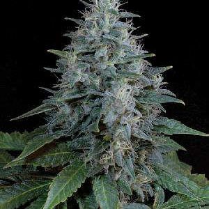 bubba-kush-feminized-300x300.jpg