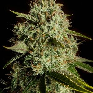 mss-agent-orange-feminised-seeds-300x300.jpg