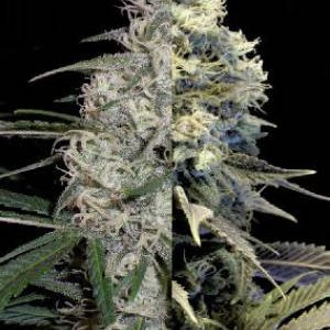 mss-autoflower-feminised-indica-combo-pack-300x300.jpg