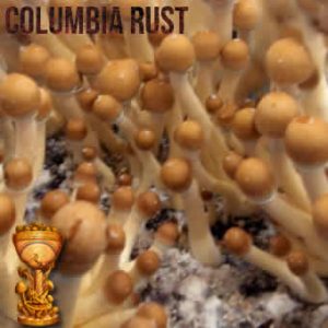 psilocybe-cubensis-colombian-rust-300x300-1.jpg