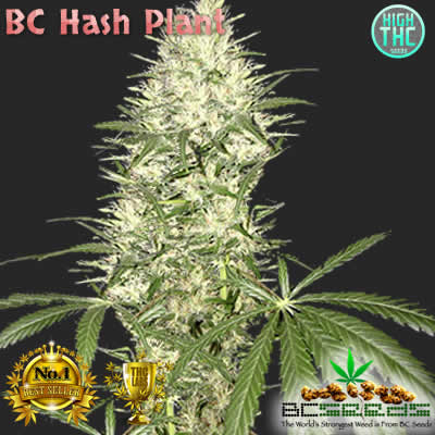 bc-hash-plant.jpg