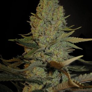mss-blue-cheese-seeds-300x300.jpg