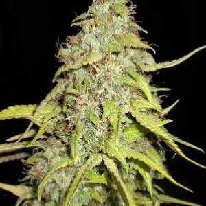 mss-chocolope-seeds-300x300.jpg