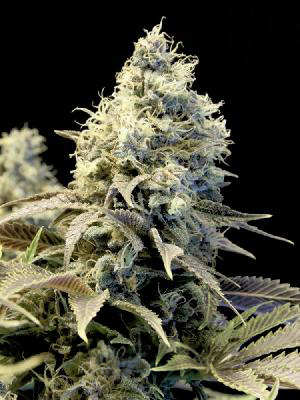 northern-lights-feminized.jpg