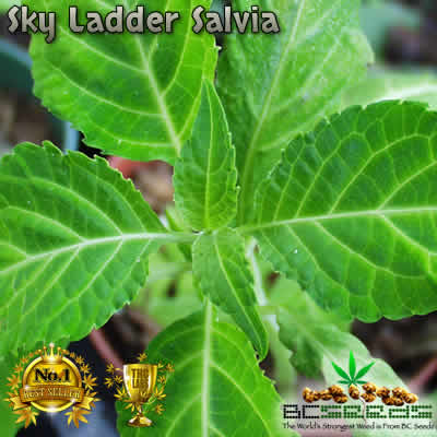 sky-ladder-salvia.jpg