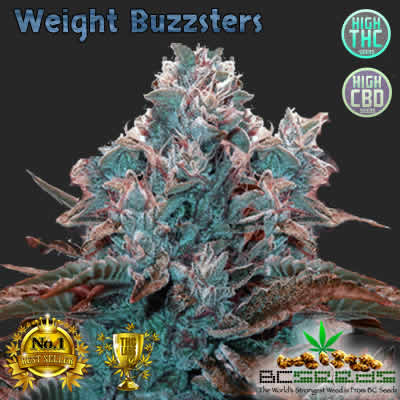 weight-buzzsters-bud-1.jpg