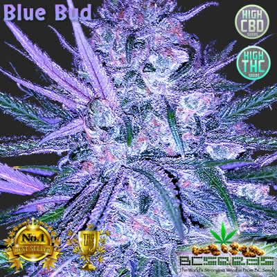 blue-bud.jpg