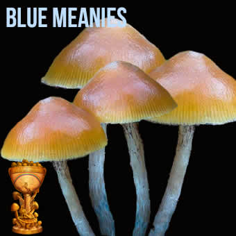 blue-meanies.jpg