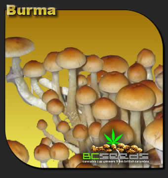 burma-shrooms.jpg