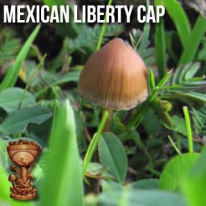 mexican-liberty-cap-300x300.jpg