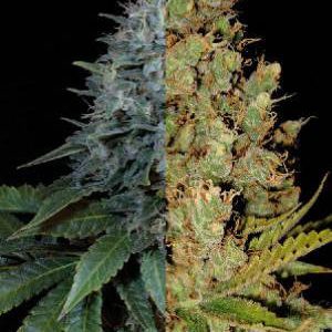 mms-autoflower-feminized-sativa-combo-pack-300x300.jpg