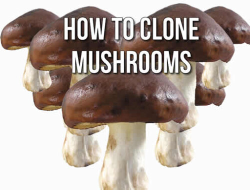 Looking for cloning mushrooms then we at Bcseeds offers a detailed guide which helps you to know how to do it perfectly. Grow your own mushrooms now by visiting our website.

https://www.bcseeds.com/how-to-clone-mushrooms/