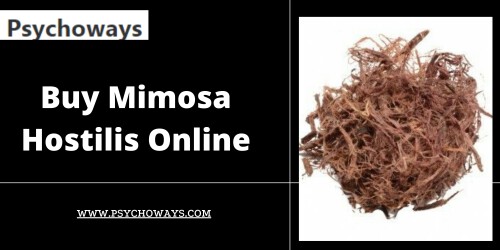 Buy Mimosa Hostilis online. Mimosa Hostilis has long been used in traditional medicine. It was commonly used to treat injured tissues – such as skin burns. Mimosa Hostilis may be found from southern Mexico's tropical deciduous woods to northern Brazil's tropical forests. It is a durable and powerful tree because of its ability to adapt to severe circumstances. This tree's root bark contains a substantial amount of DMT. One of the most often used psychedelics is DMT. Click here https://psychoways.com/product/mimosa-hostilis/ to buy now.