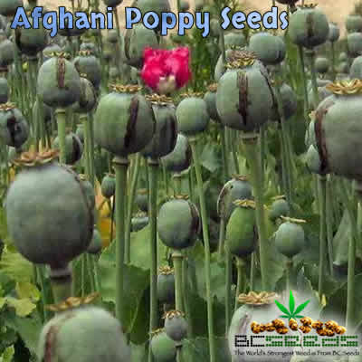 afghani-opium-poppy-seeds.jpg