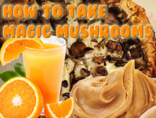 Searching for the best way to take shrooms orange juice to make sure your tummy does not upset? Then we are here offering details that will help you to eat them easily and quickly. Visit now!

https://www.bcseeds.com/how-to-take-magic-mushrooms/