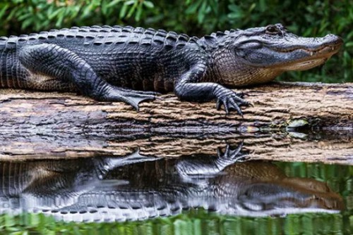 Searching for private everglades tour? Floridaairboating.com is a renowned platform that provides private everglades airboat tours. We'll make sure you have directions and other preparations all ready to go. For more info visit our site.