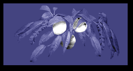 Screenshot_3.png