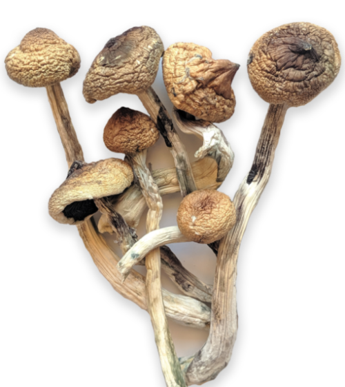 Buy-Golden-teacher-mushroom-in-USA.png