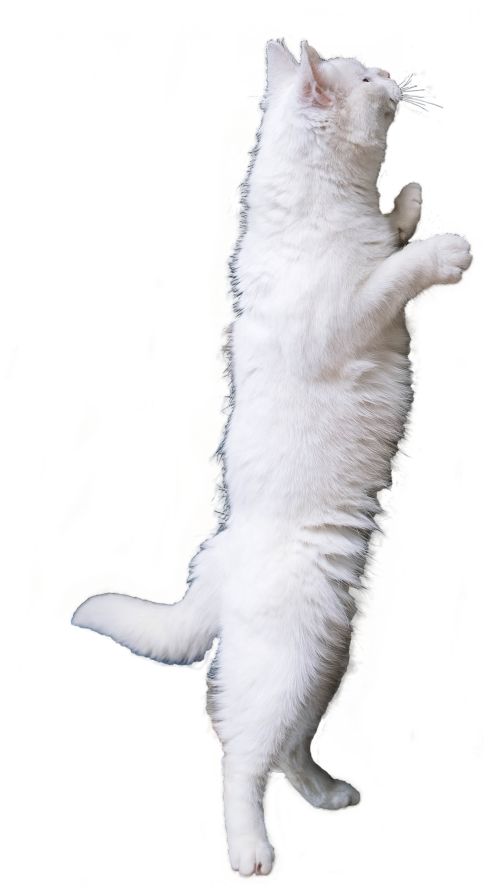 kedi-dekube-edit.png