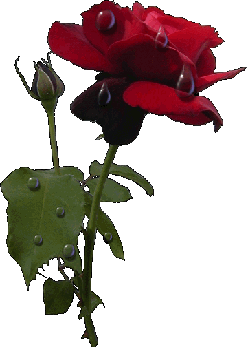 gül gif