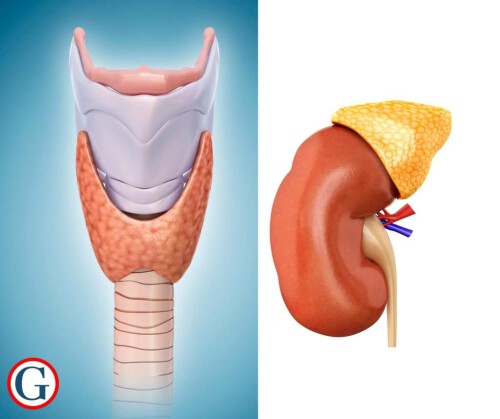 adrenal-vs-thyroid_1610101684.jpg