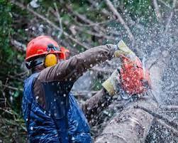 Best-Arborists-in-Rangiora-Providing-Best-Services.jpg